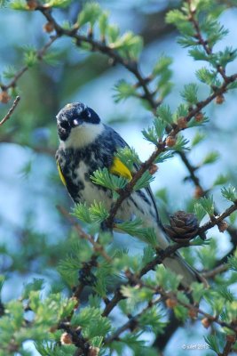 Paruline à croupion jaune (Myrtle warbler)