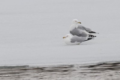 Goéland à bec cerclé (Ring-billed gull)