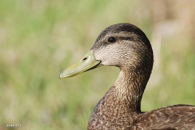 Canard noir (Black duck)