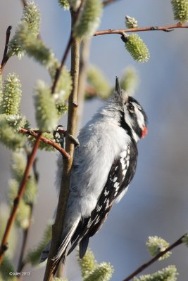 Pic mineur (Downy woodpecker)