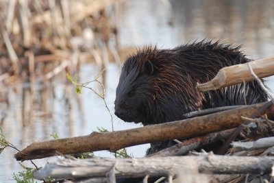 Castor (Beaver)