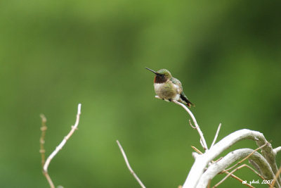 Colibri  gorge rubis (Hummingbird), Eastman