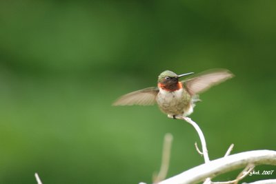 Colibri  gorge rubis (Hummingbird), Eastman
