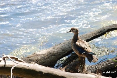 Canard Branchu (Wood Duck)