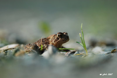 Crapaud d'Amrique (American toad)