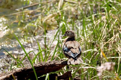 Canard Branchu (Wood Duck)