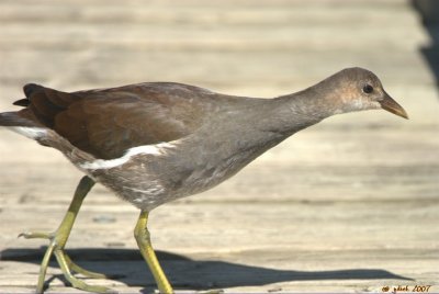 Gallinule Poule d'eau juvenile (Common moorhen), le Bizard