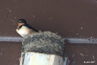 Hirondelle rustique (Barn swallow), Pointe-Claire
