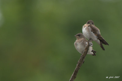Hirondelle  ailes hrisses juvnile (Northern rough-winged swallow)