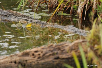 Grenouille verte male (Green frog)