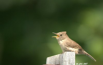 Troglodyte familier (House wren), Mont-Royal