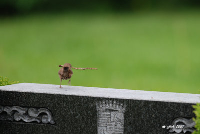 Troglodyte familier (House wren), Mont-Royal
