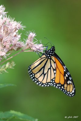 Papillon Monarque (Monarch butterfly) 