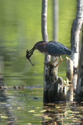 Hron vert (Green Heron)