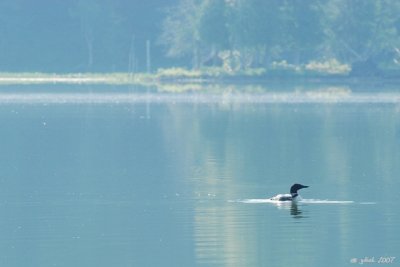 Plongeon huard (Common loon)