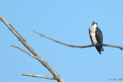 Balbuzard pcheur (Osprey)