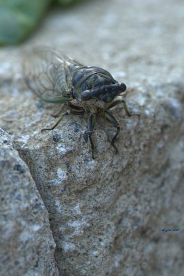 Cigale caniculaire  (Cicada: Dogday Harvestfly) Tibicen canicularis