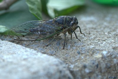 Cigale caniculaire (Cicada: Dogday Harvestfly) Tibicen canicularis