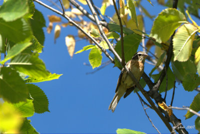 Cardinal  poitrine rose (Rose-breasted grosbeak)