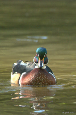 Canard branchu (Wood duck)