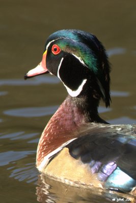 Canard branchu (Wood duck)