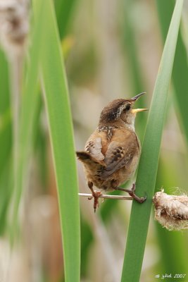 Troglodyte des marais (Marsh wren)