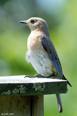 Merle bleu de l'est, femelle (Eastern bluebird)