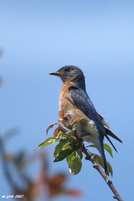 Merle bleu de l'est, mle (Eastern bluebird)