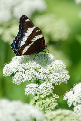 Amiral blanc (White Admiral)- Lemenitis arthemis arthemis