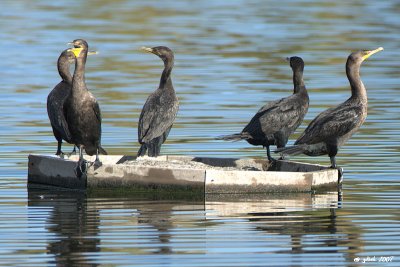 Cormoran  aigrettes (Double-crested cormorant)