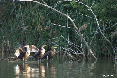 Cormoran  aigrettes (Double-crested cormorant)