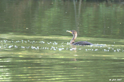 Cormoran  aigrettes (Double-crested cormorant)