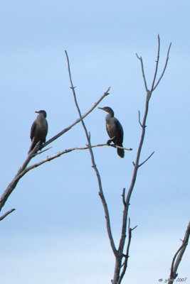 Cormoran  aigrettes (Double-crested cormorant)