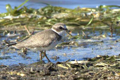 Pluvier semipalm juvnile (Semipalmated Plover)