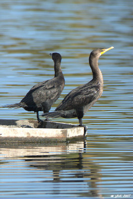 Cormoran  aigrettes (Double-crested cormorant)