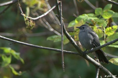 Moqueur chat (Gray catbird)