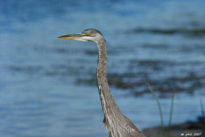 Grand Hron juvnile  (Great-blue heron)