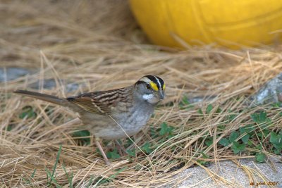 Bruant  gorge blanche (White-throated sparrow)