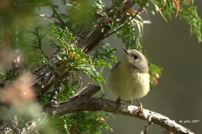 Roitelet  couronne rubis (Ruby-crowned kinglet)