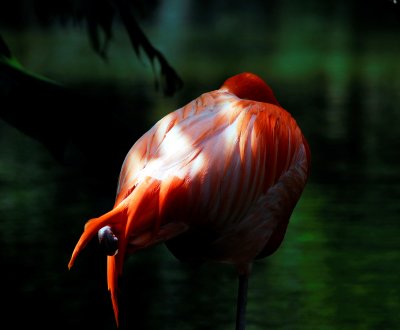 Bird 1