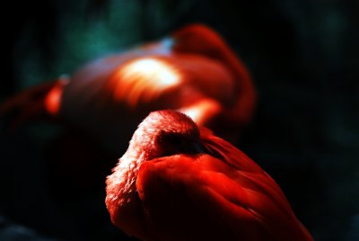 Bird 2