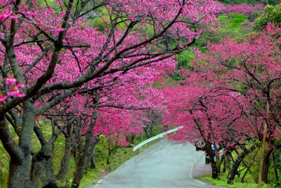 Sakura (Cherry Blossoms)