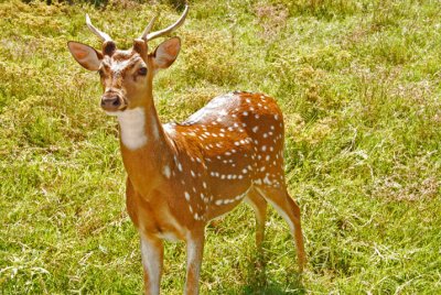 DSC_0043.JPG