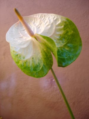 ANTHURIUM