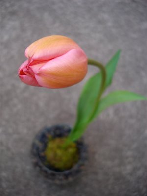 french tulip