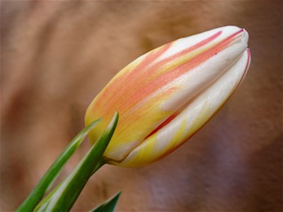 TULIP