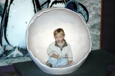 Trapped in a Penguin Shell at Monterey Bay Aquarium