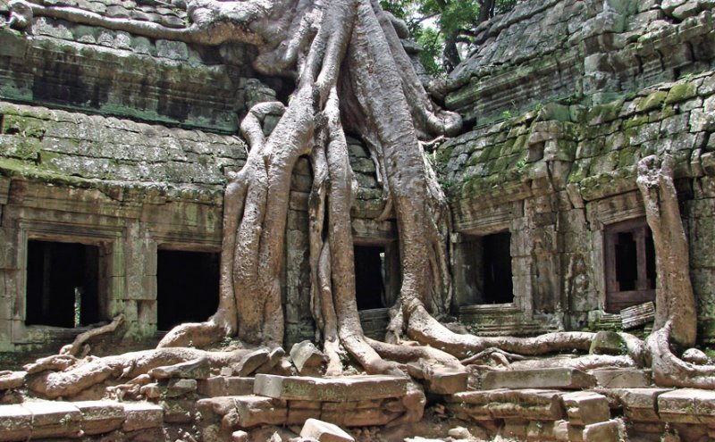 Overpowering tree