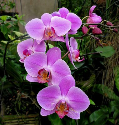 Orchids