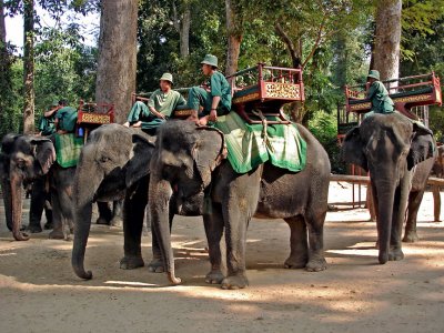 Elephants to ride